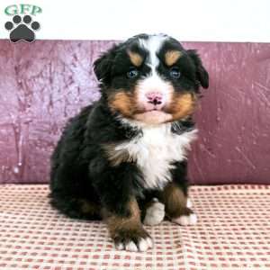 Will, Bernese Mountain Dog Puppy